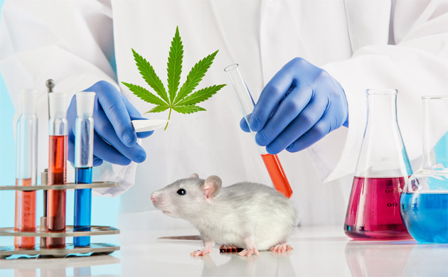 Каннабис лечит от рака