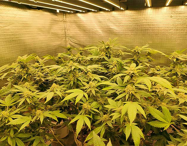 Увеличение полива для Godzilla Glue #4