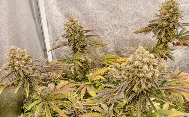 Подготовка к сбору урожая Lemon Tree