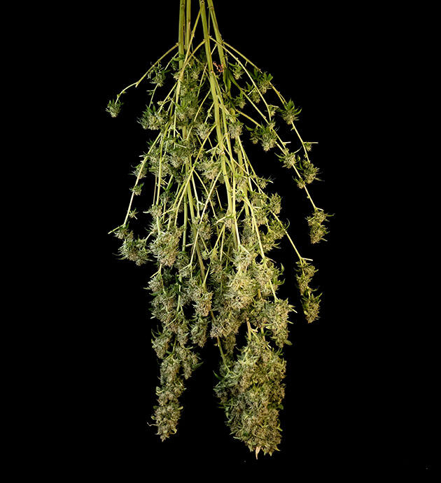 Tropicana Cookies FF от FastBuds