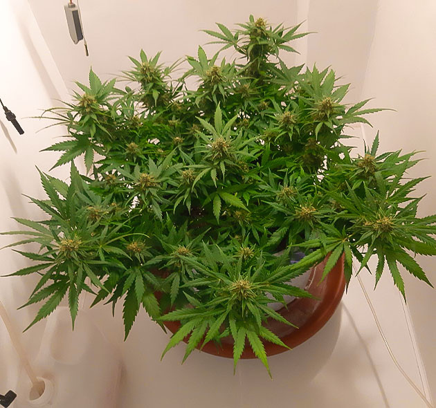 Уменьшение влажности и полив Gorilla Auto