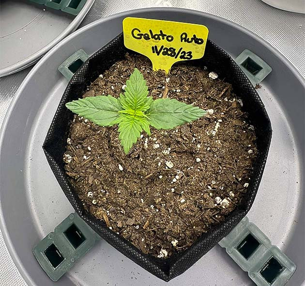 Полив и уход за Gelato Auto