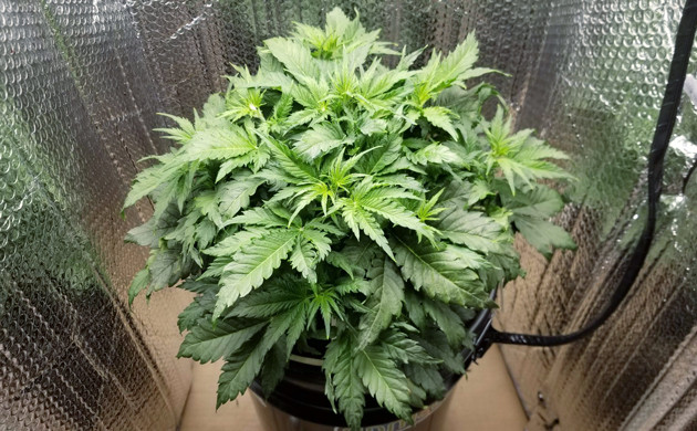 Конопля Lemon AK auto fem на четвертой неделе роста