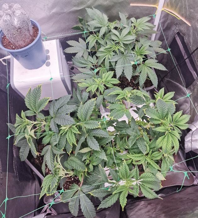 Режим освещения 24/0