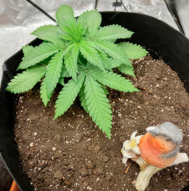 Рост и полив конопли 2-3 неделя Dark Phoenix от Green House Seeds