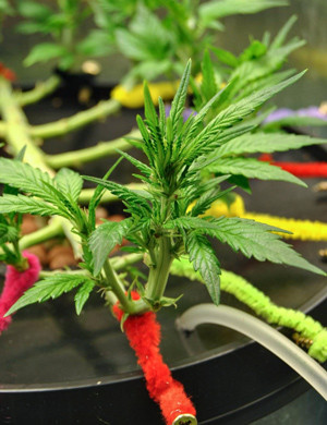 Соцветие на 8 неделе выращивания