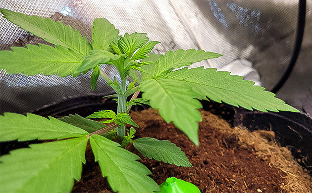 Начало вегетации куста Purple Lemonade Auto