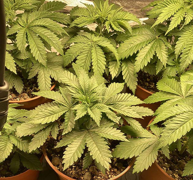 Гроурепорт конопли Liberty Haze на 3 неделе