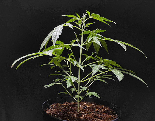 Увеличение размеров в два раза