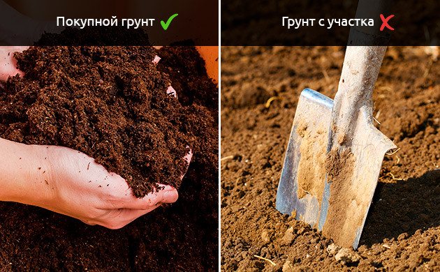 Коричневые соцветия от вредителей