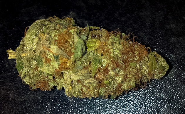 Сухая шишка