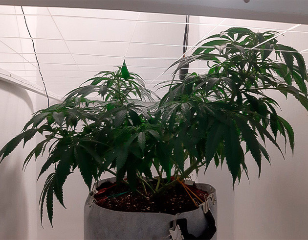 Перевод на цветение растения Glue Sherbet