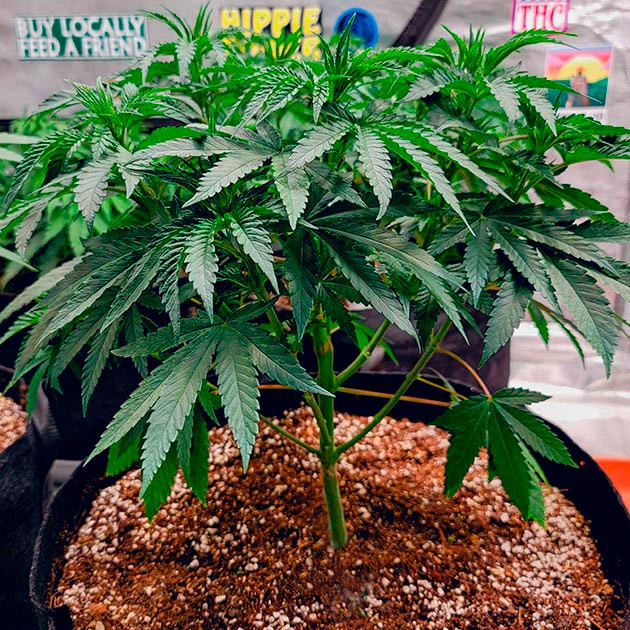 Полив и обрезка DDoS #33