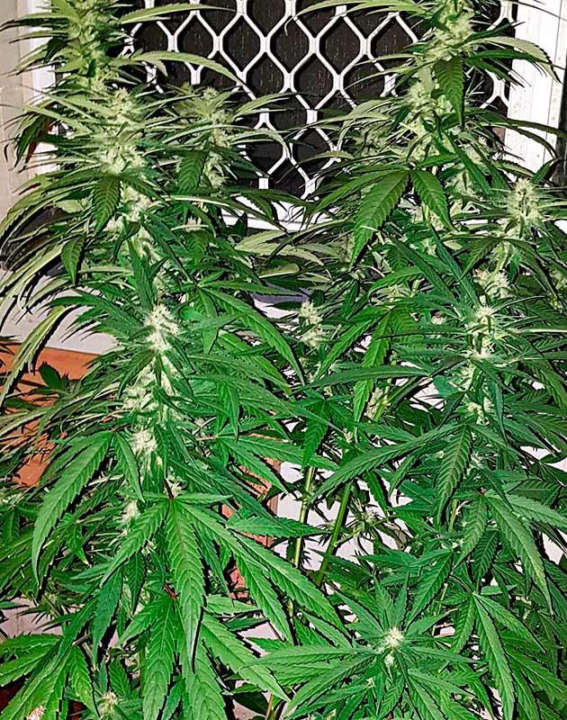 Pineapple Chunk на цветении