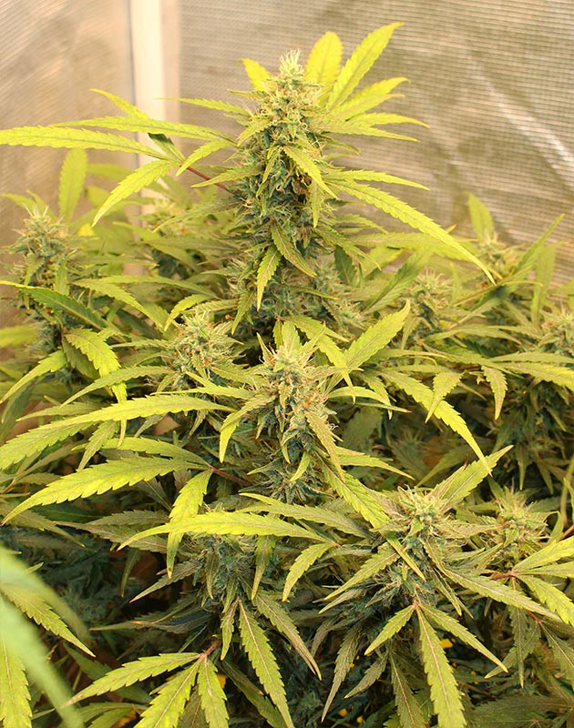 Крупные бутоны на колах растения конопли