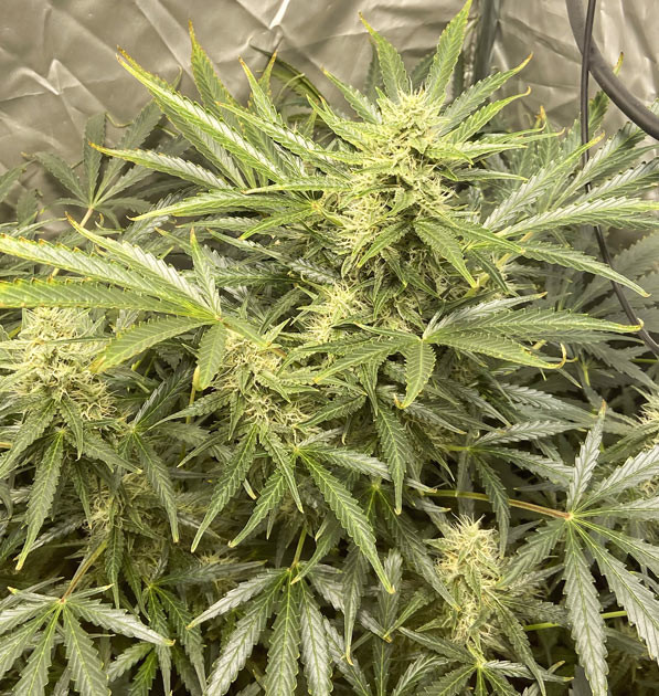 Куст Wedding Cake Auto на 8 неделе выращивания