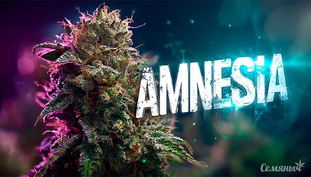 Канна-легенды: Amnesia