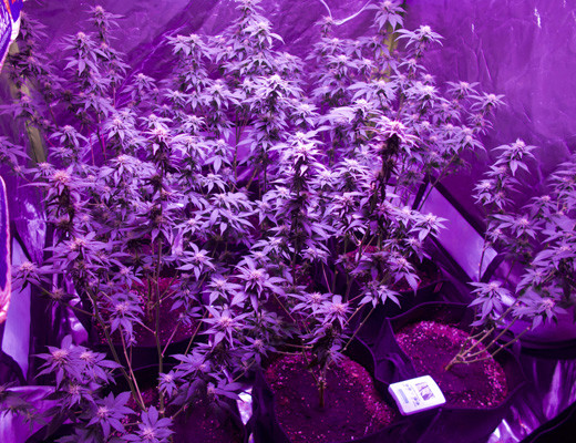 9 кустов White Widow в гроутенте