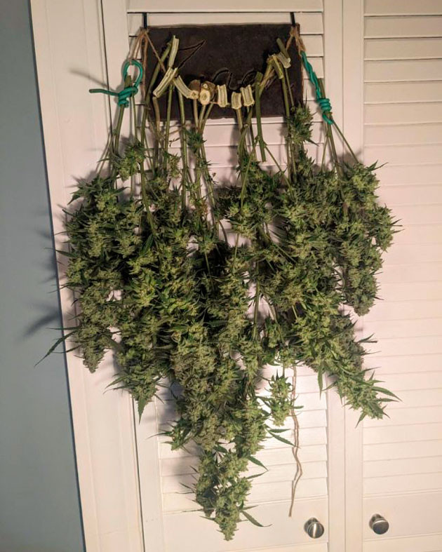 Сбор урожая конопли