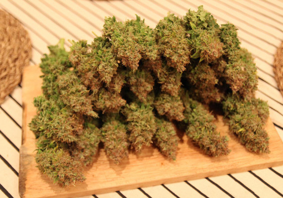 Собранный урожай с 1 куста Jack Herer