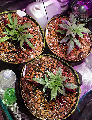 Три куста в гроубоксе