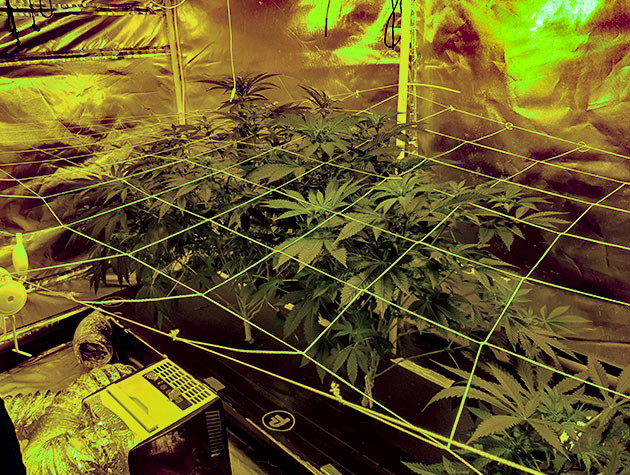 Выращивание Shiskaberry