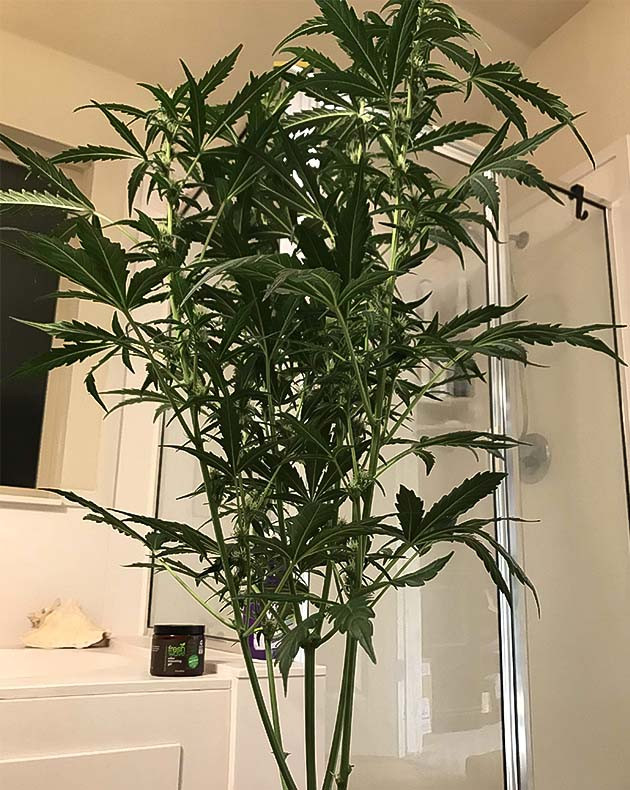 Выращивание сорта Auto Chocolate Skunk