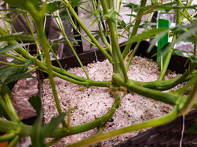 Растение Tashkenti Auto на 8 неделе выращивания