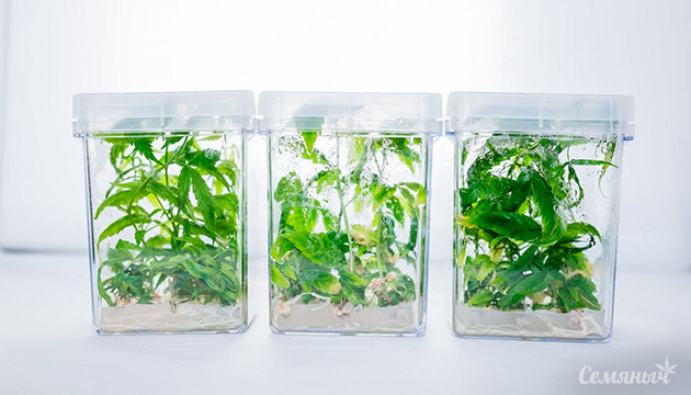 Размножение каннабиса методом культуры тканей