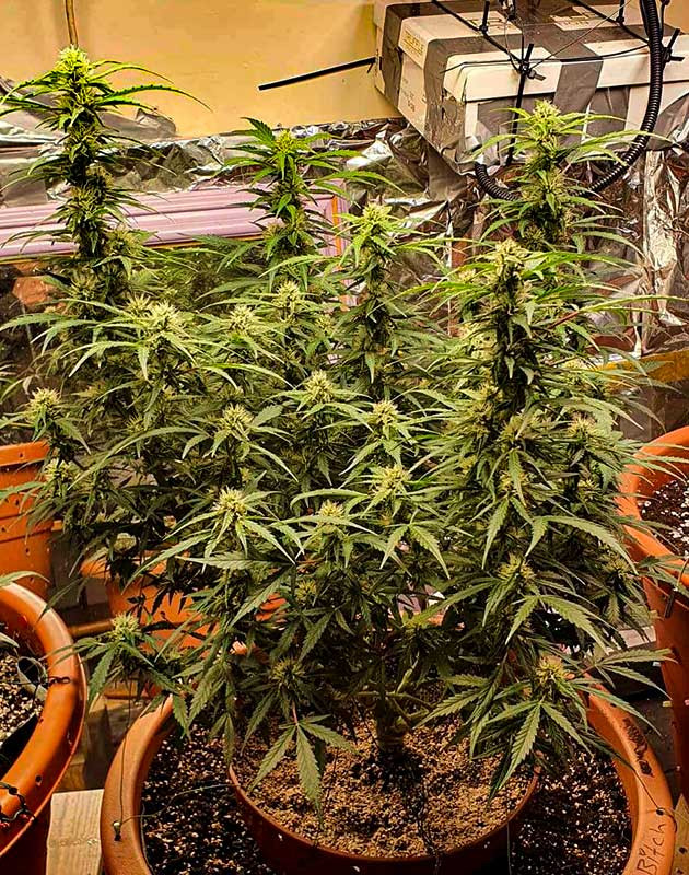 Выращивание автоцвета Zkittlez Auto