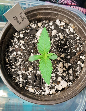 Формирование третьей пары листьев