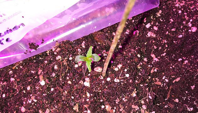 Росток с семядолей и первой парой листочков