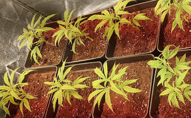 Клоны ростом 15 см