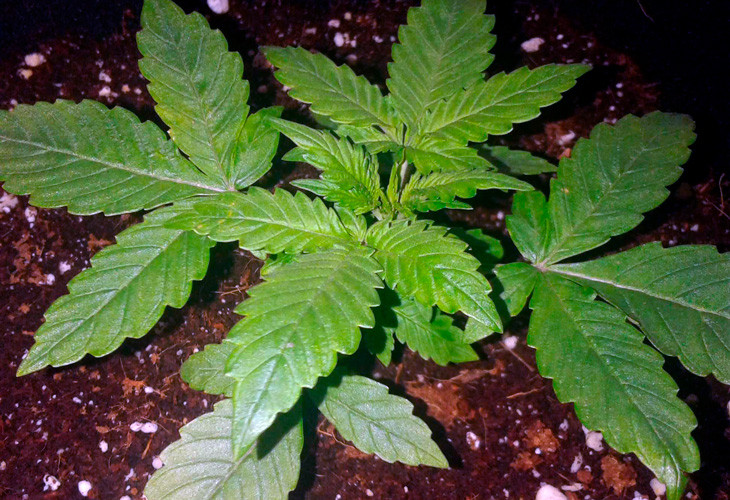 Марихуана Scout Cookies auto на стадии вегетации