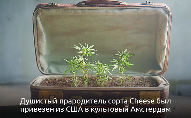 Происхождение сорта марихуаны Cheese