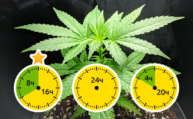 Оптимальный световой режим 18/6