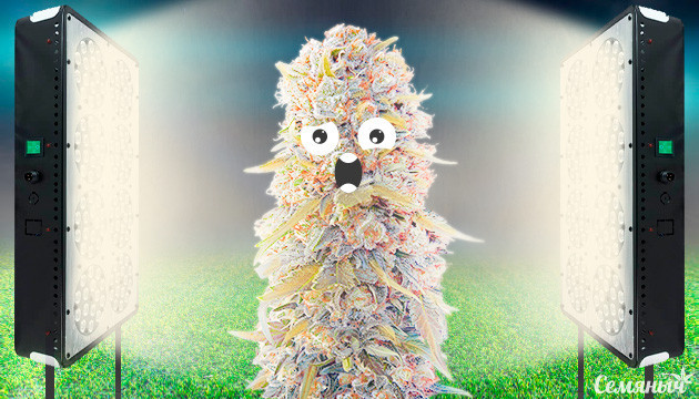 Признаки переизбытка освещения марихуаны