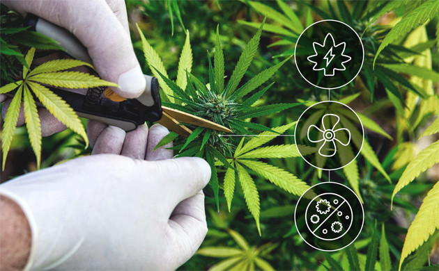 Удаление листьев с кустов марихуаны