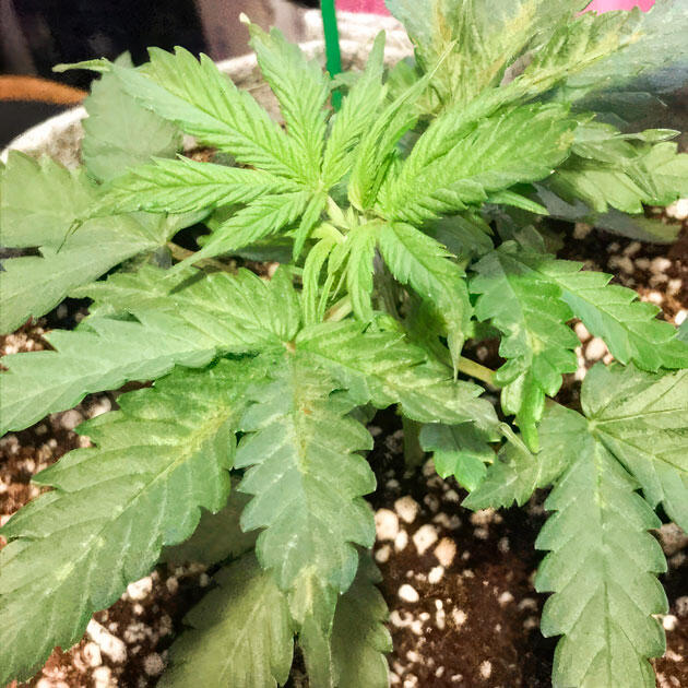 Растишка Gorilla 4 Autoflower на стадии вегетации