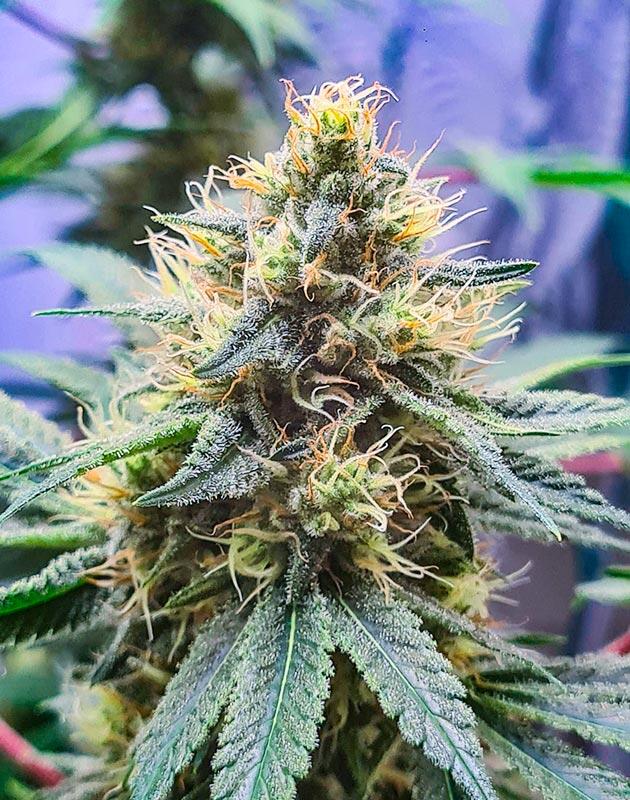 Каннабис в середине цветения с крупными плотными шишками