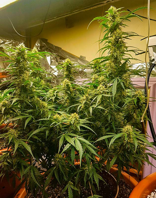 Завершения цветения