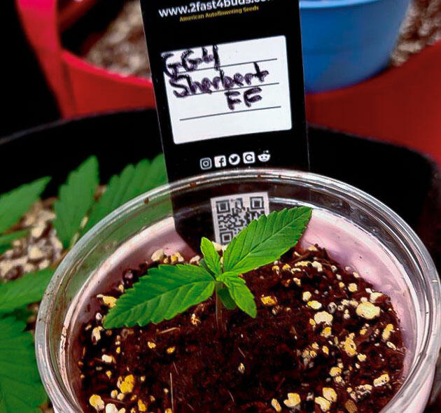 Росток сорта GG4 Sherbet FF fem