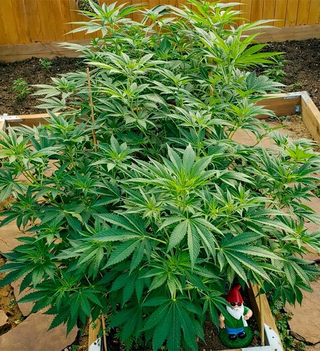 Куст Gorilla Glue #4 высотой около 75 см