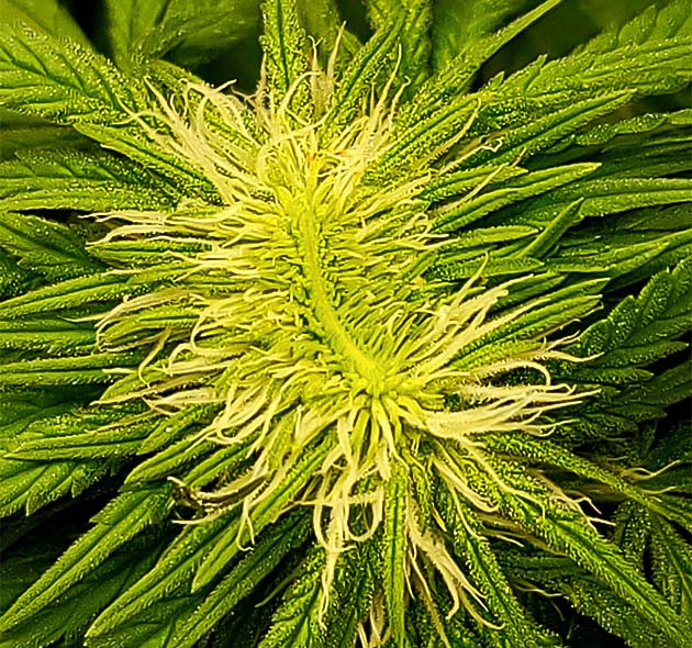 Странная форма соцветия Power Plant X