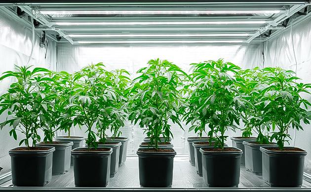 Гомогенность