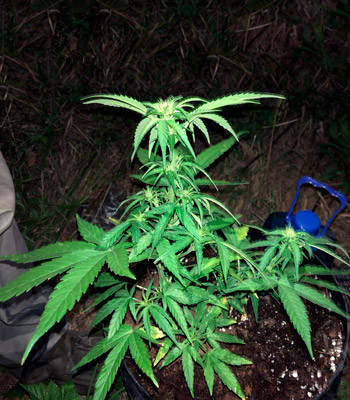 7 недельный куст Pineapple Express Auto в горшке