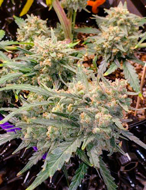 Куст до харвеста