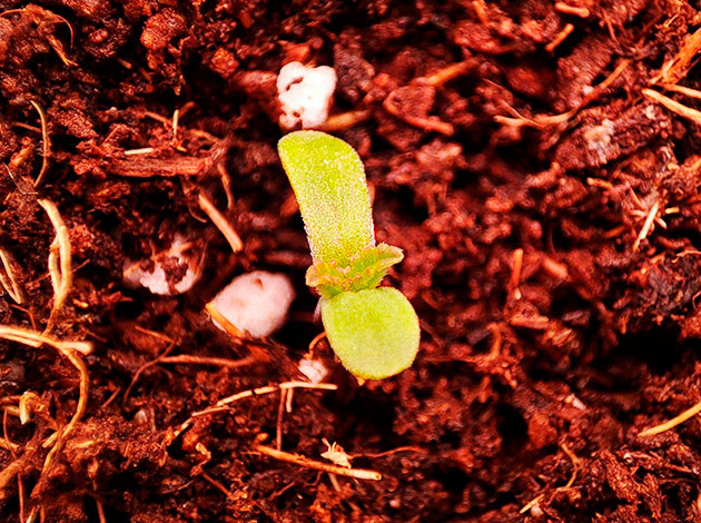 Росток Sensi Star