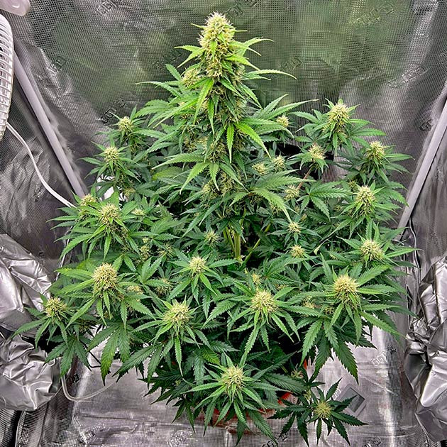 Каннабис ростом 67 см