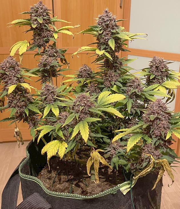 Каннабис в цветении